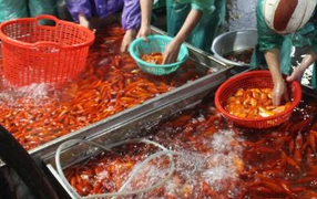 Cá chép cúng ông Công ông Táo tăng giá gấp đôi khi đến tay người dân